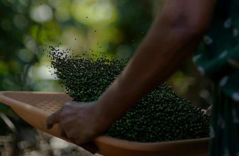 pimienta verde